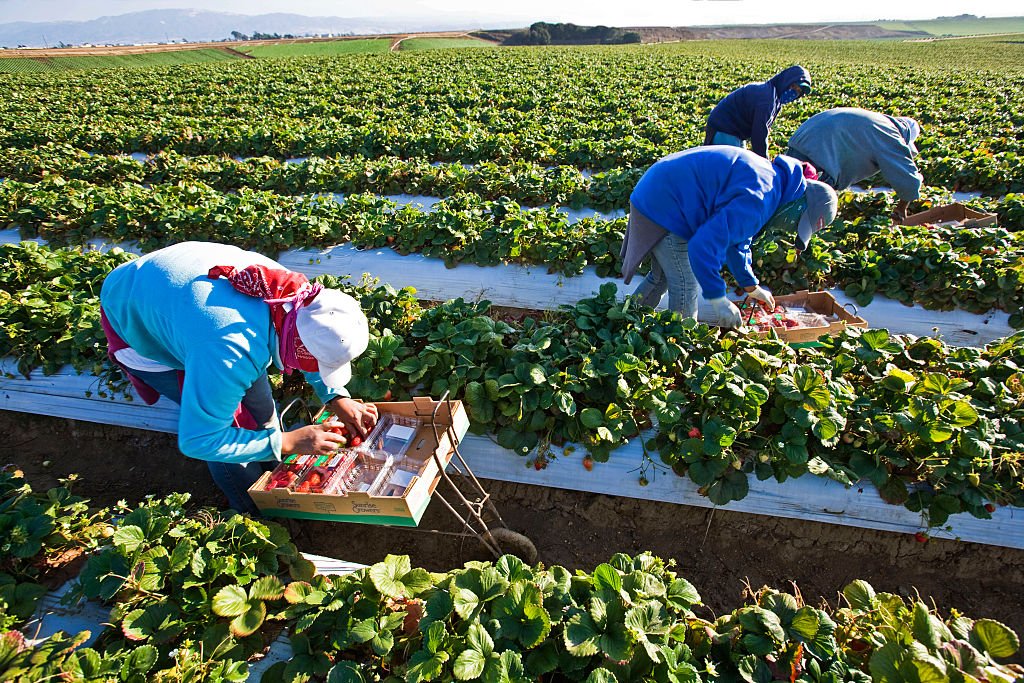 Farm Worker Jobs in Canada